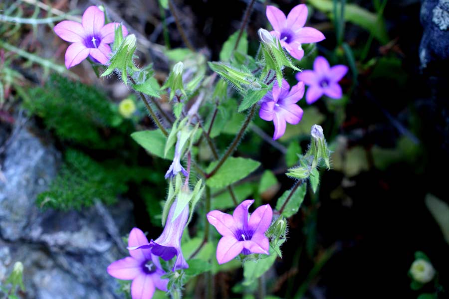 Campanula dichotoma / Campanula dicotoma